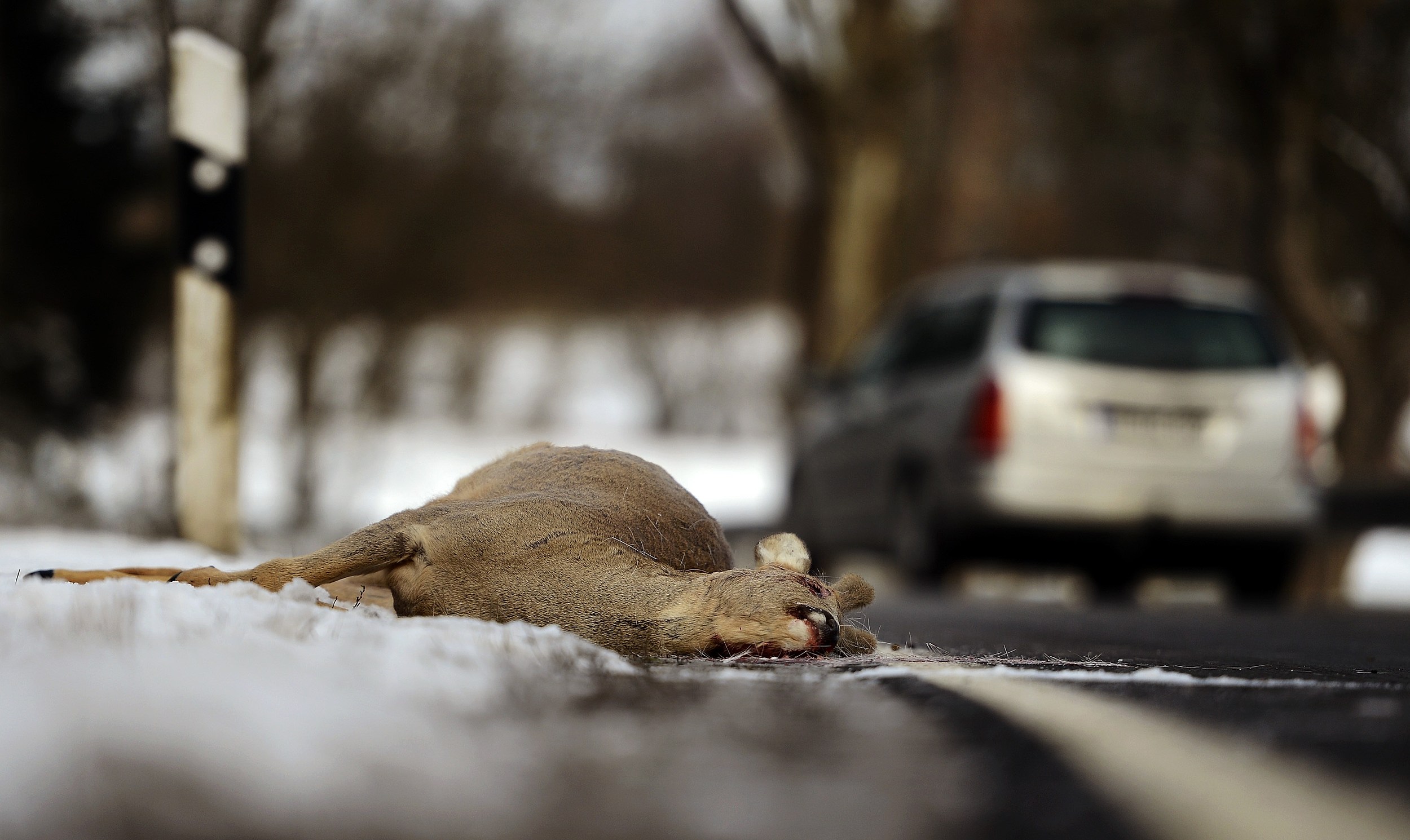 Car Deer Crashes on the Rise in Ingham County