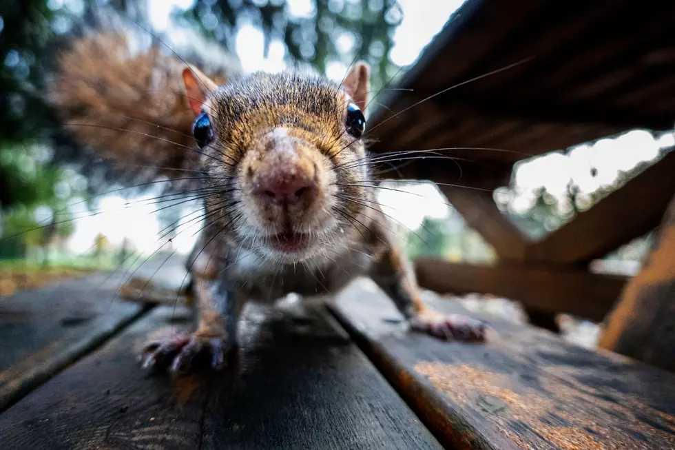 From Fox to Flying: Michigan’s Complete Squirrel Guide
