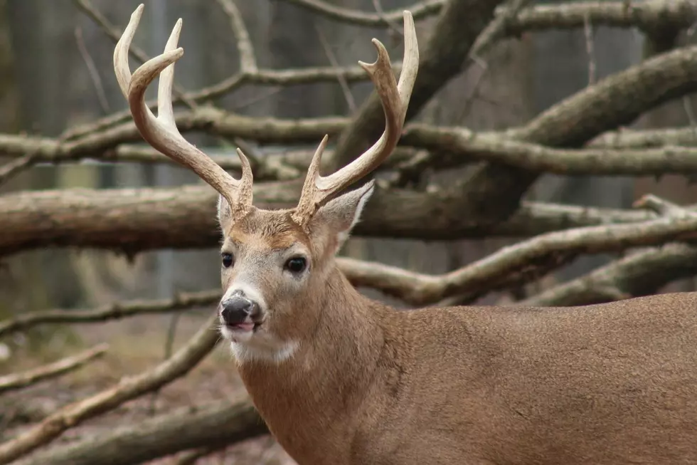 2025 Deer Season: Michigan County Hunters Bagged the Most in 2024