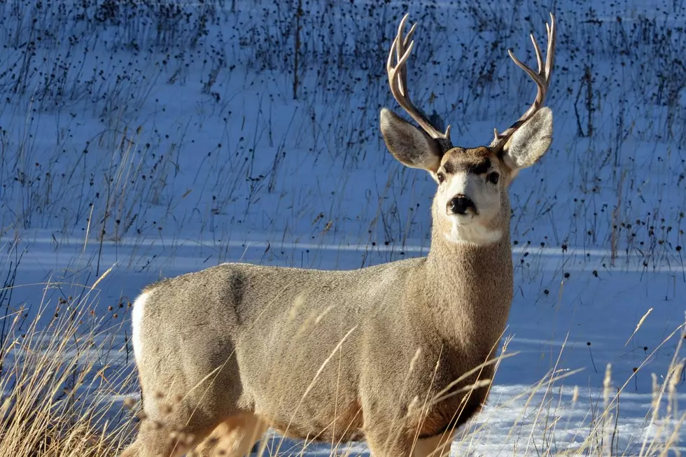 DNR Previews Michigan’s 2025 Deer Season: Population, Risks, Reporting
