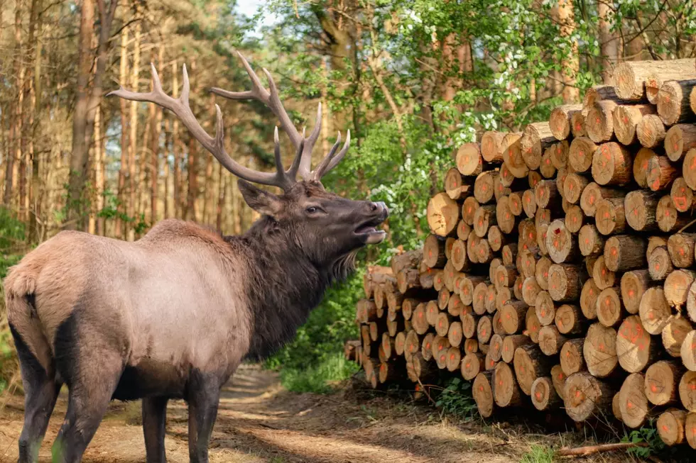 Michigan DNR Says Clear-Cutting Helps Elk (Yes, Really)