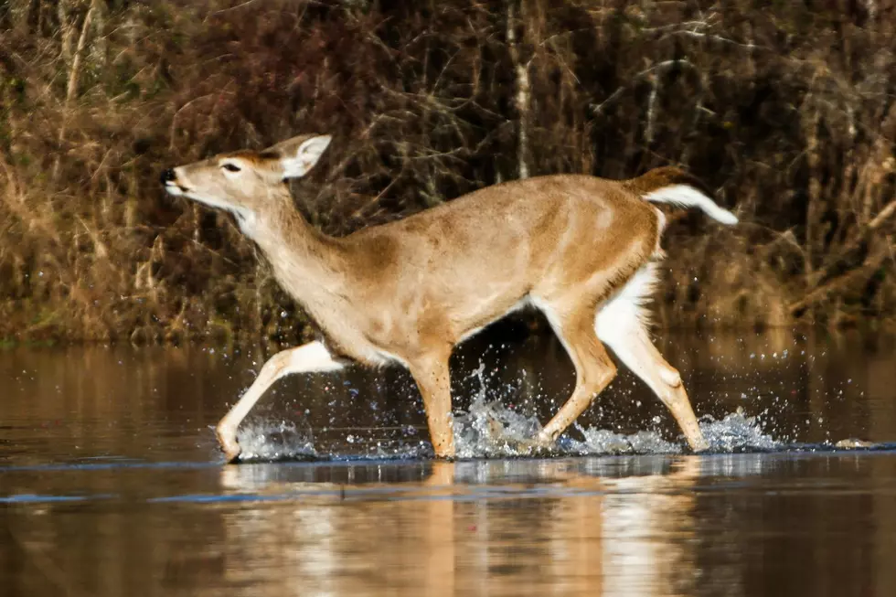 Michigan Hunters Warned: EHD Confirmed in These 14 Counties
