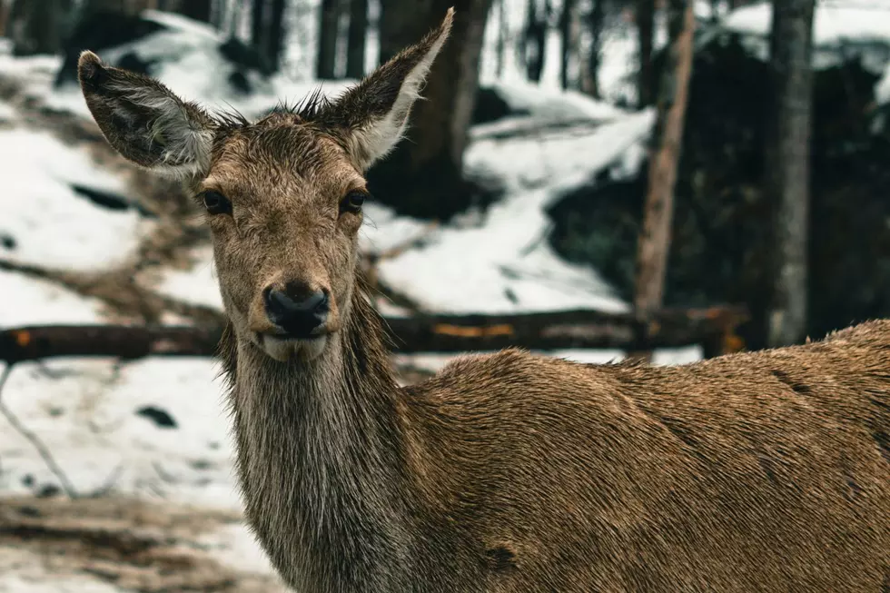UPDATED: CWD Creeps Across Michigan: 16 Counties and Counting