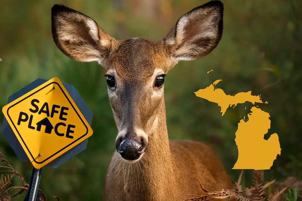 Michigan Hunters Bag 125,554 Deer in First 15 Days of 2025 Firearm Season