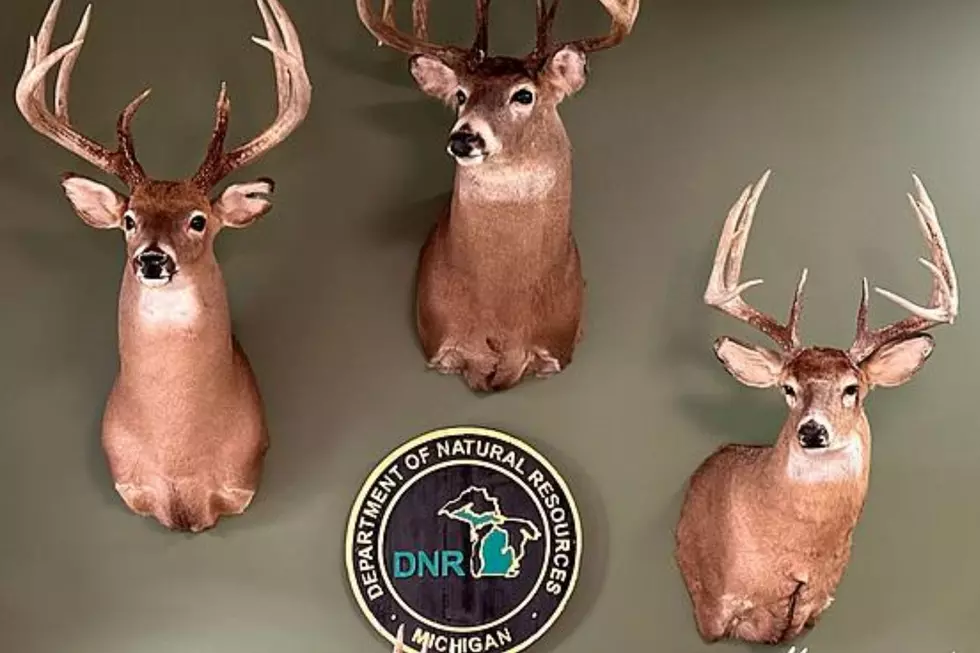 Michigan DNR Collecting Thousands of Deer Heads — No, Really