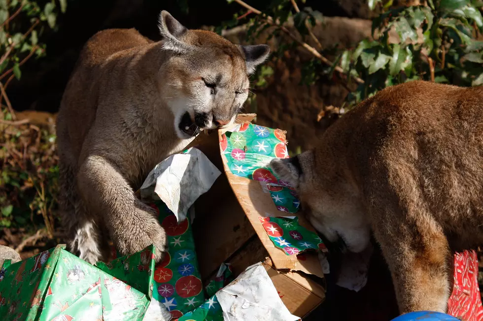 Michigan’s Elusive Cougar Cubs Are Alive and Spotted Again