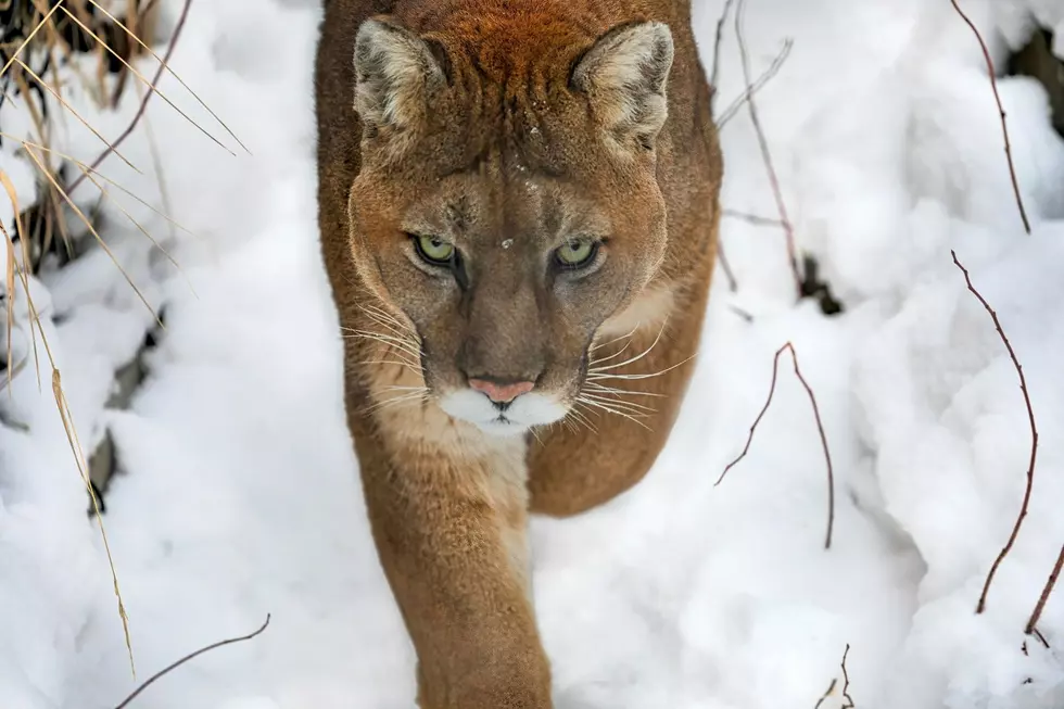 Michigan’s Apex Predator: Record Cougar Sightings in 2025