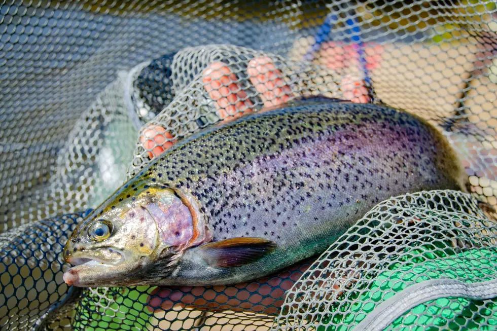 Michigan Just Stocked Some Monster Fish (Yes, You Can Catch Them)