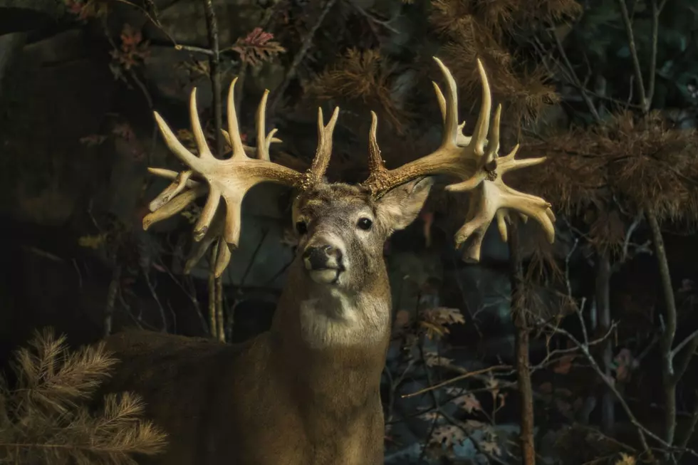 Michigan DNR Wants to Limit Deer Hunters to One Buck Starting in 2027