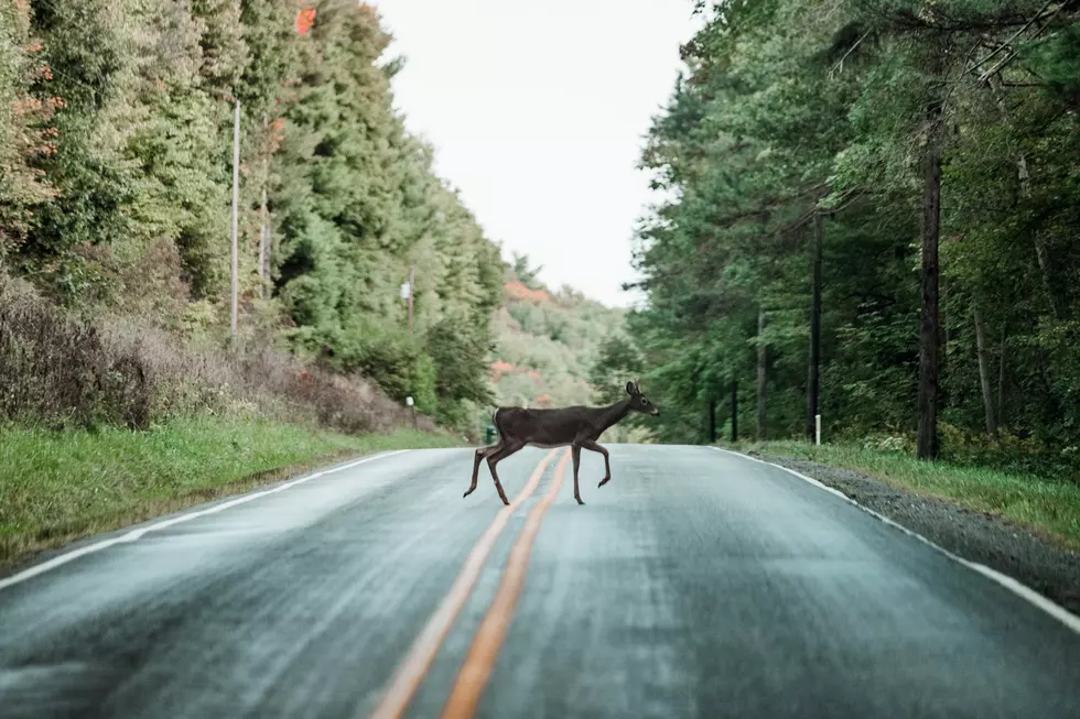 What Are The Chances Of You Hitting A Deer In Michigan?