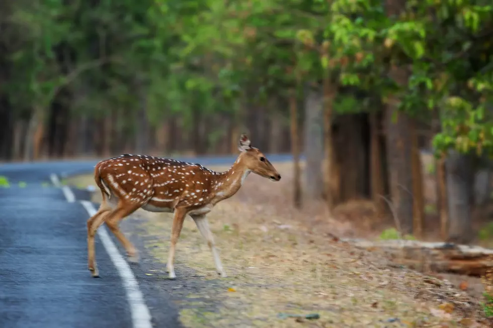 Michigan Deer Crashes: These Are the Worst Counties in the State